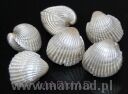 muszla perłowa