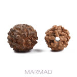 Rudraksha - 5 Mukhi- 8mm - 2
