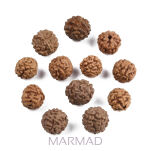 Rudraksha - 5 Mukhi- 8mm - 6